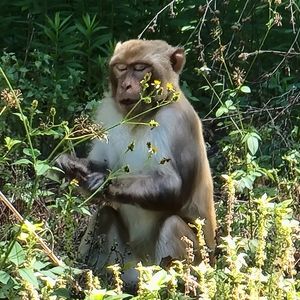 Meet your Posher, Racer_nick